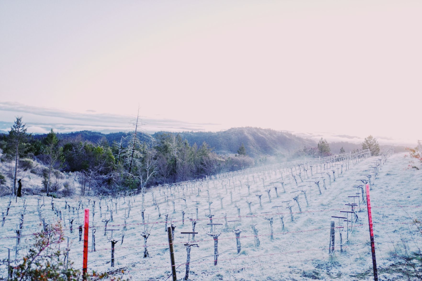 From Our Readers: Snow in Napa Valley
